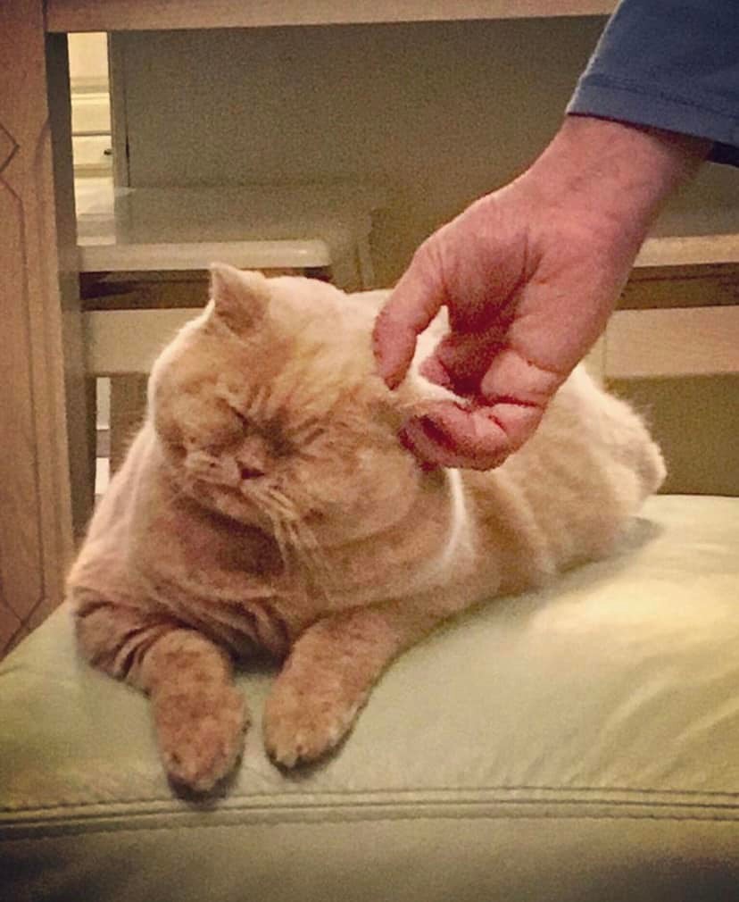 Ушел из жизни &quot;главный синоптик Украины&quot; - кот Апельмон