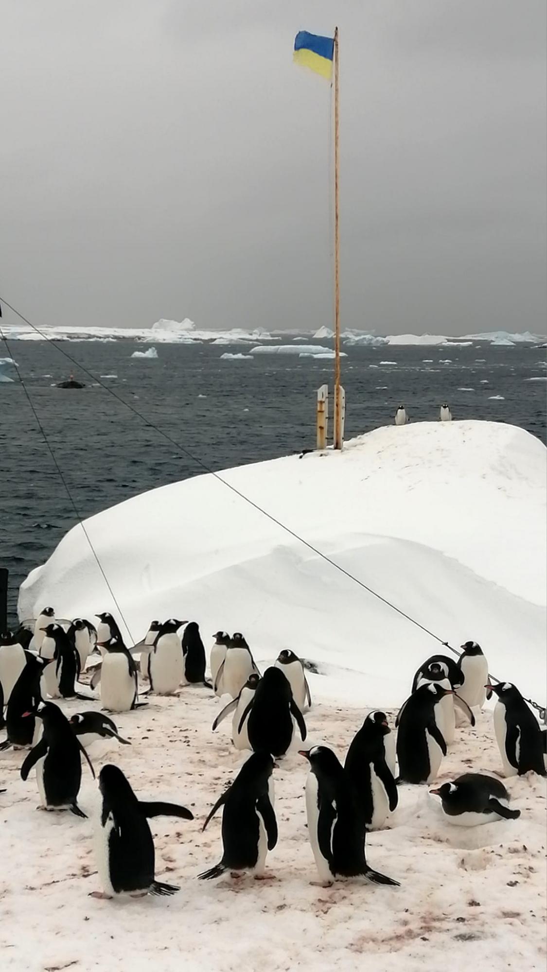 Пингвины &quot;оккупировали&quot; станцию Академик Вернадский: у птиц стартовал брачный сезон (фото)