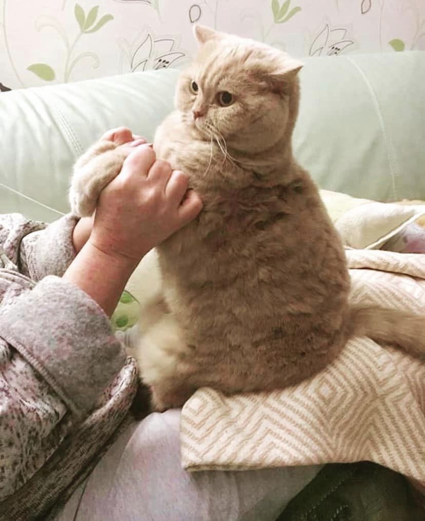 Ушел из жизни &quot;главный синоптик Украины&quot; - кот Апельмон