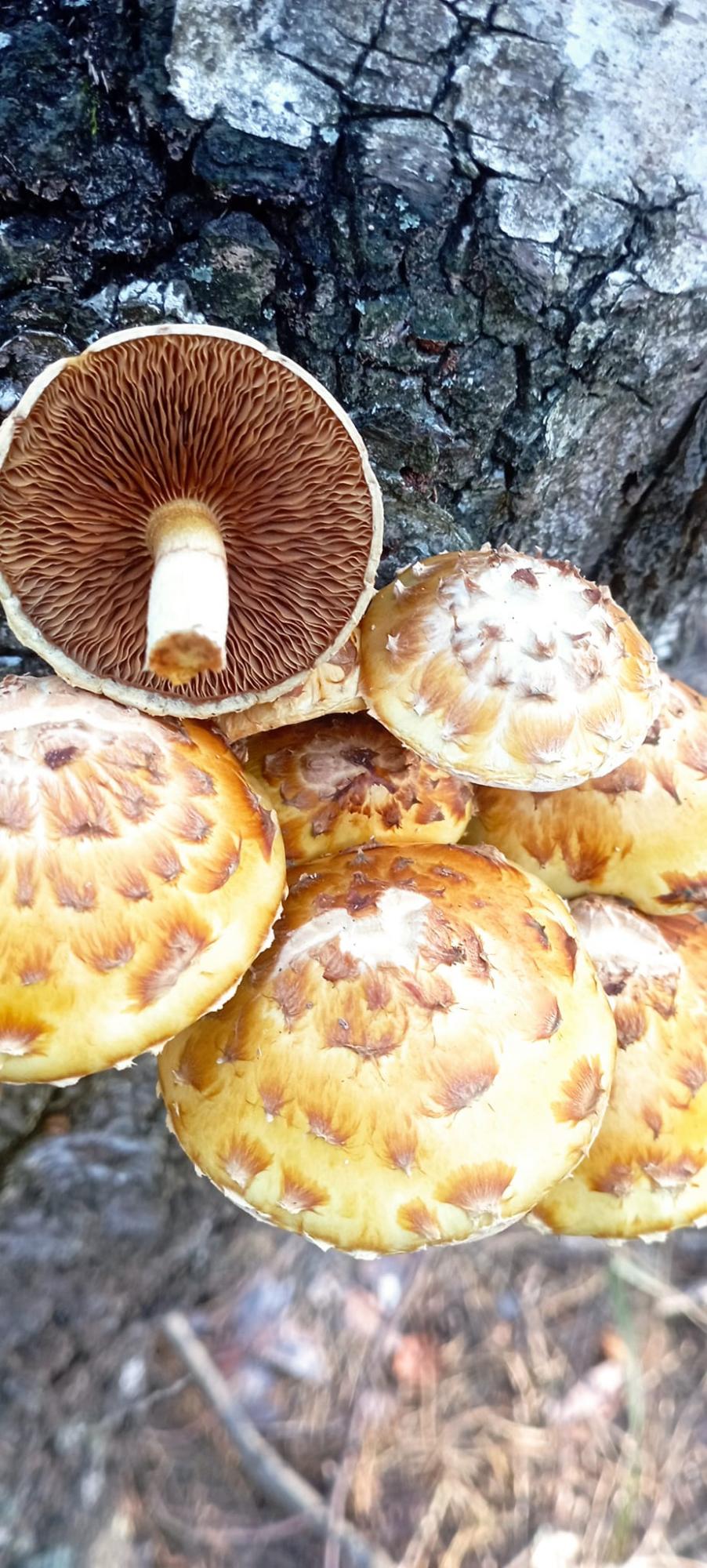 &quot;Что за чудо?&quot; Украинка нашла малоизвестный съедобный гриб (фото)