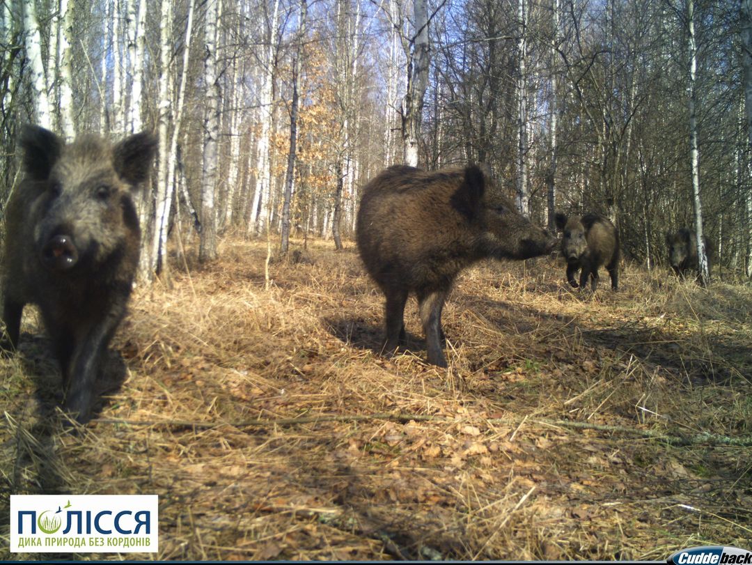 В Чернобыле показали первых одомашненных животных: и это не собаки (фото)