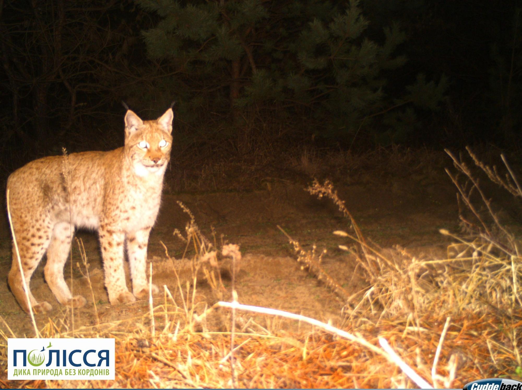 В Чернобыле показали хищное животное, которое не боится лютых морозов (фото)