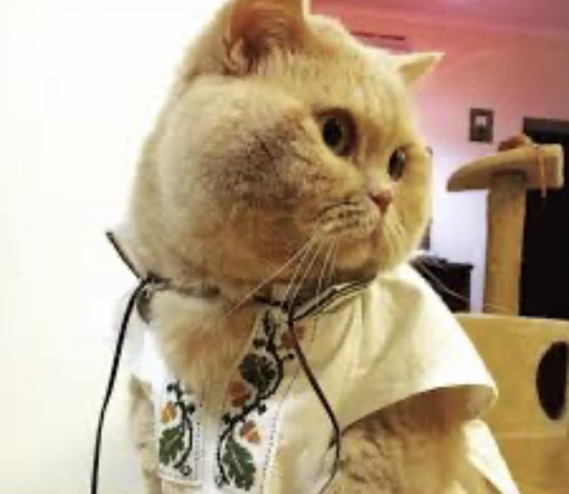 Ушел из жизни &quot;главный синоптик Украины&quot; - кот Апельмон