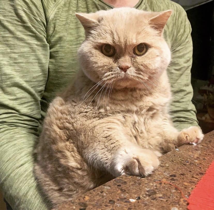 Ушел из жизни &quot;главный синоптик Украины&quot; - кот Апельмон