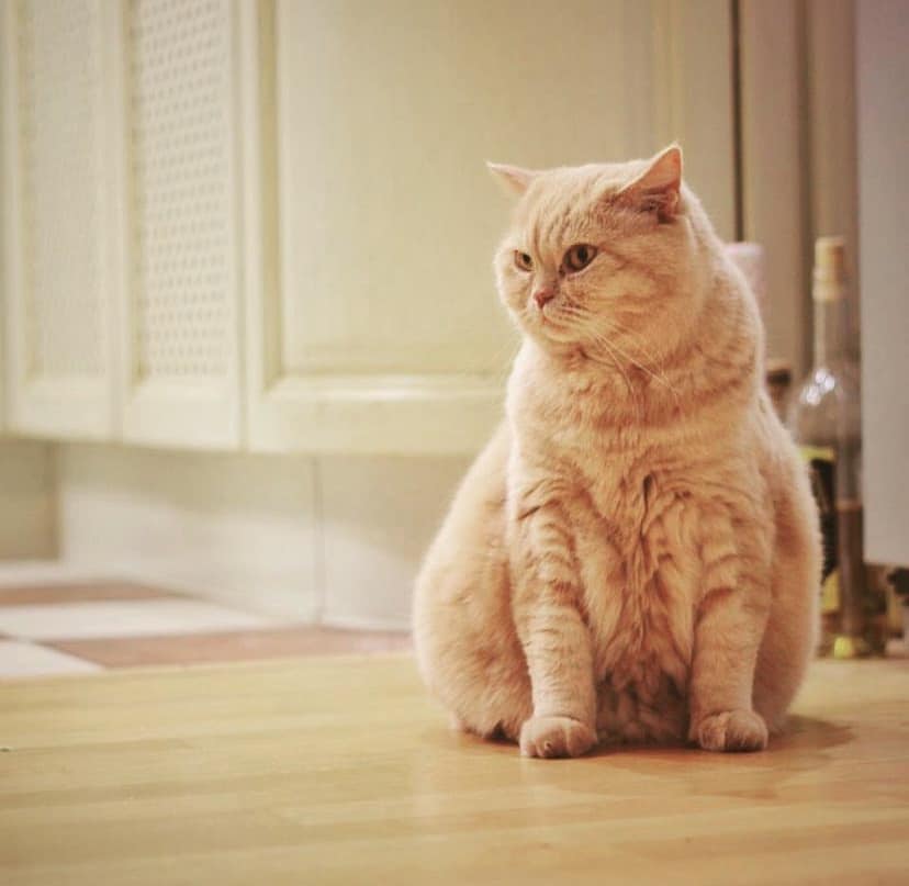 Ушел из жизни &quot;главный синоптик Украины&quot; - кот Апельмон