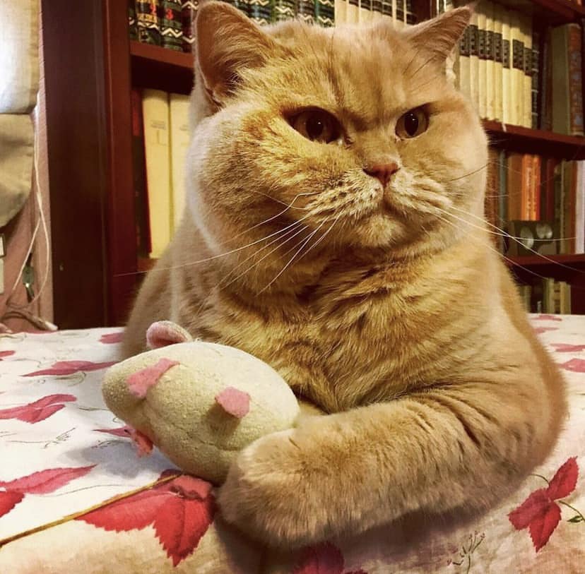 Ушел из жизни &quot;главный синоптик Украины&quot; - кот Апельмон