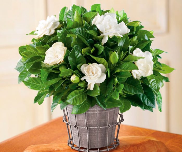 Какие цветы нельзя дарить молодым девушкам и зрелым женщинам, чтобы их не обидеть