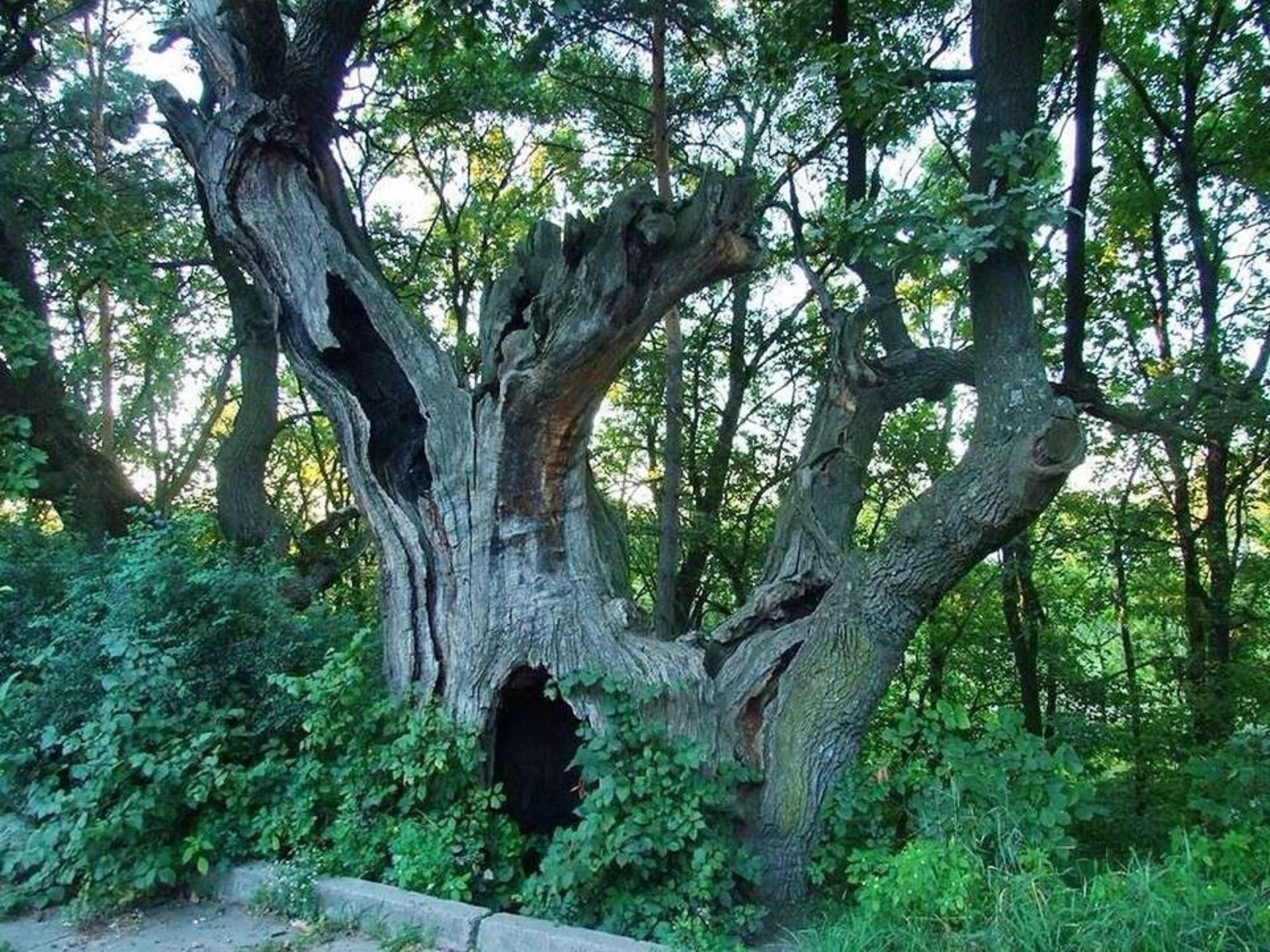 Дивіться, як виглядає знаменитий 900-річний дуб Києва, і де він знаходиться