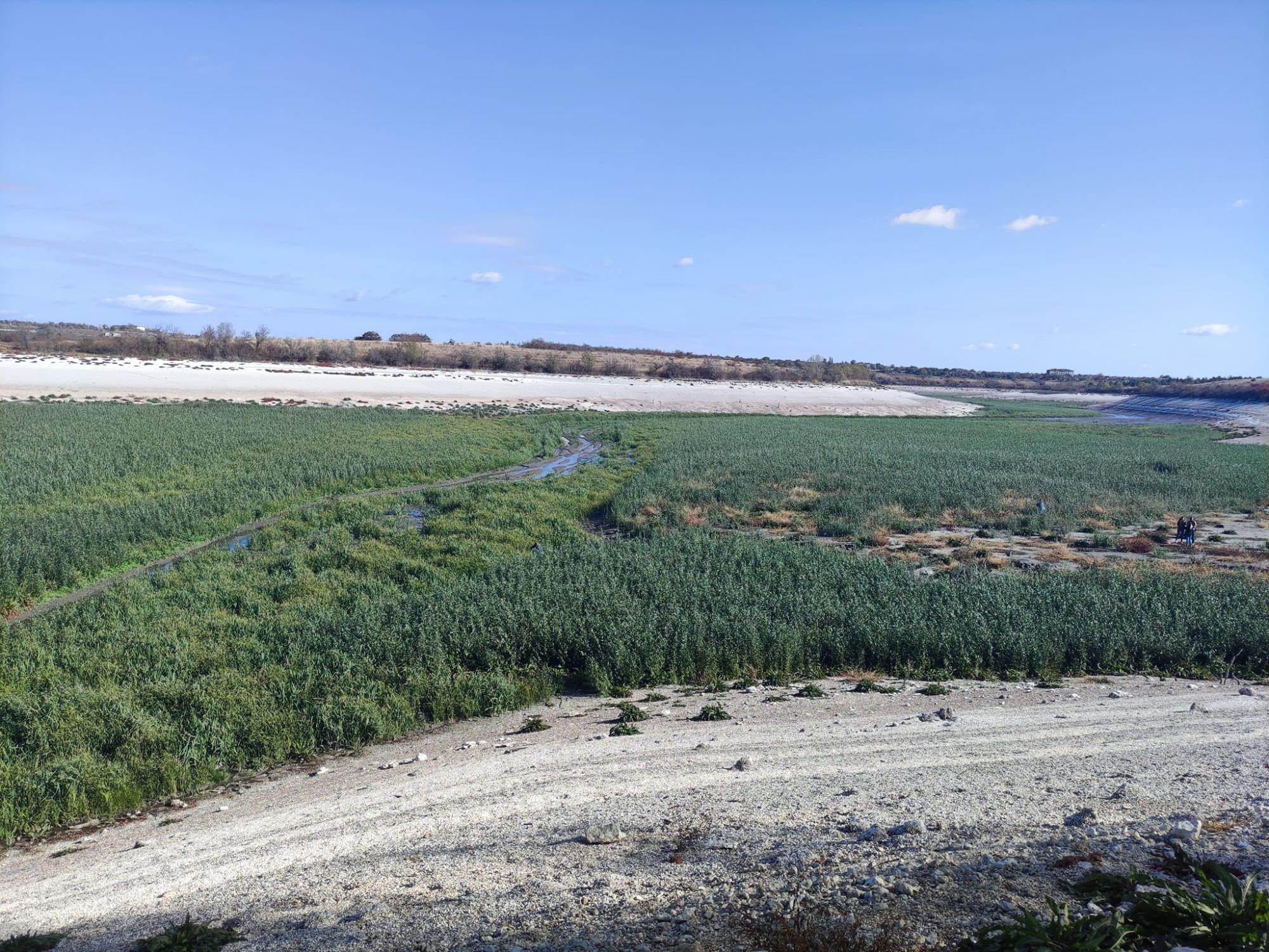 Смотрите, что сейчас выросло на дне Каховского водохранилища (фото, видео)