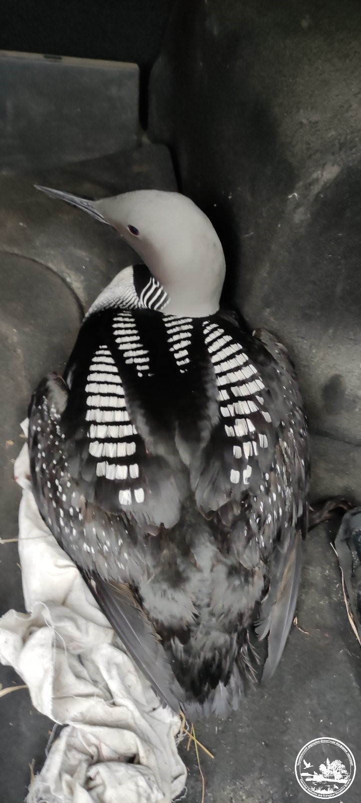 Ці тварини часто гинуть під колесами авто восени: хто саме та як їх врятувати