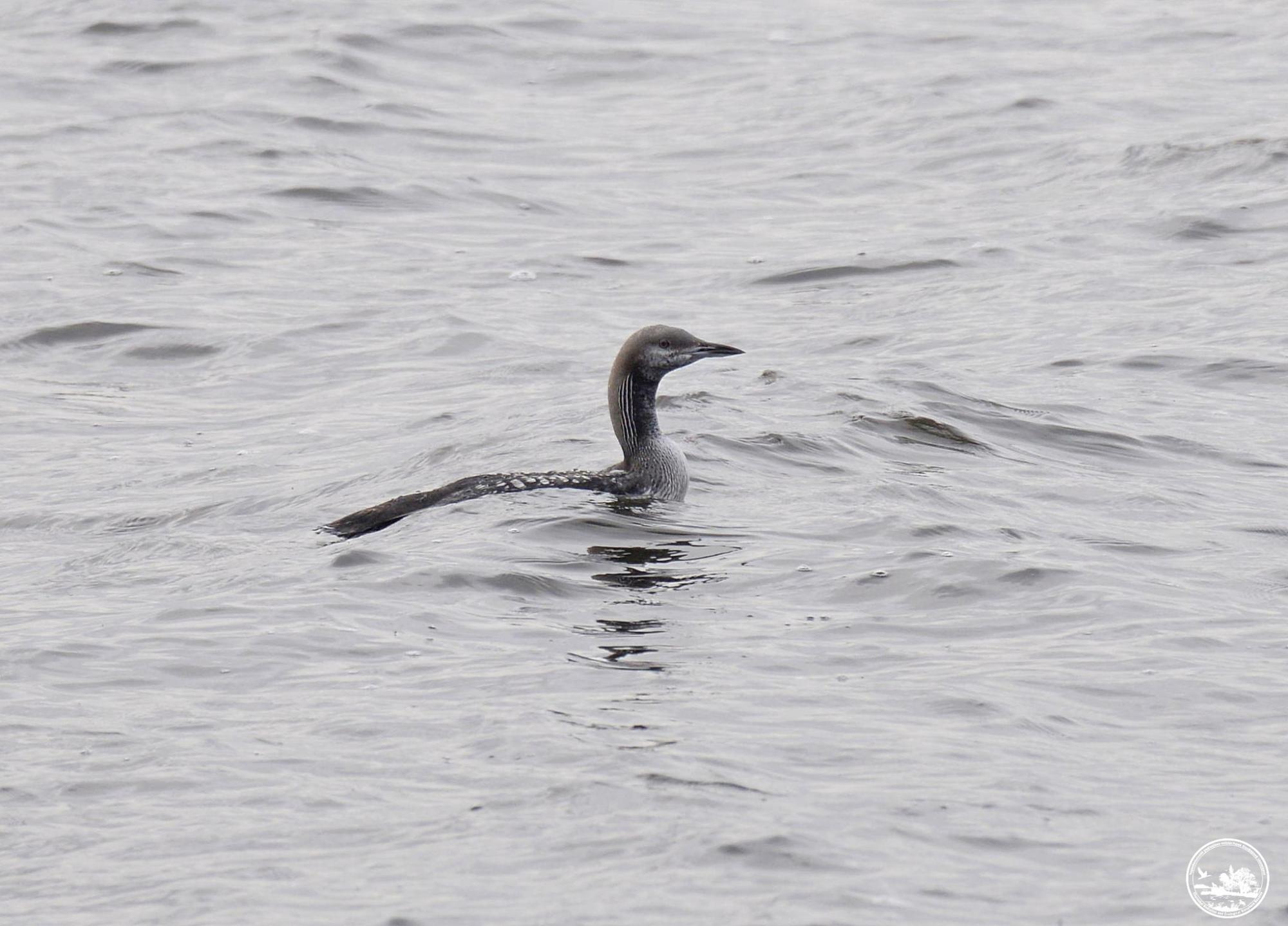 Ці тварини часто гинуть під колесами авто восени: хто саме та як їх врятувати