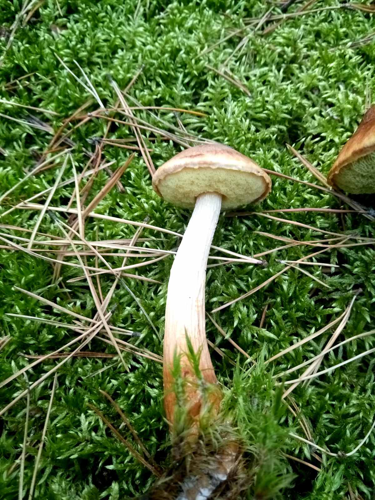 В Україні помітили новий вид грибів: як він з'явився та чи можна його їсти (фото)