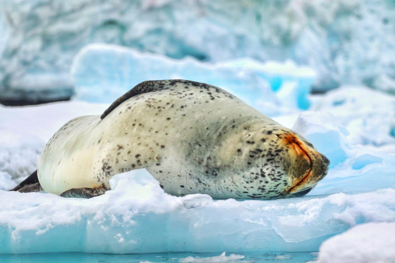 Українські полярники показали морського леопарда, який полює на пінгвіна: неймовірне відео