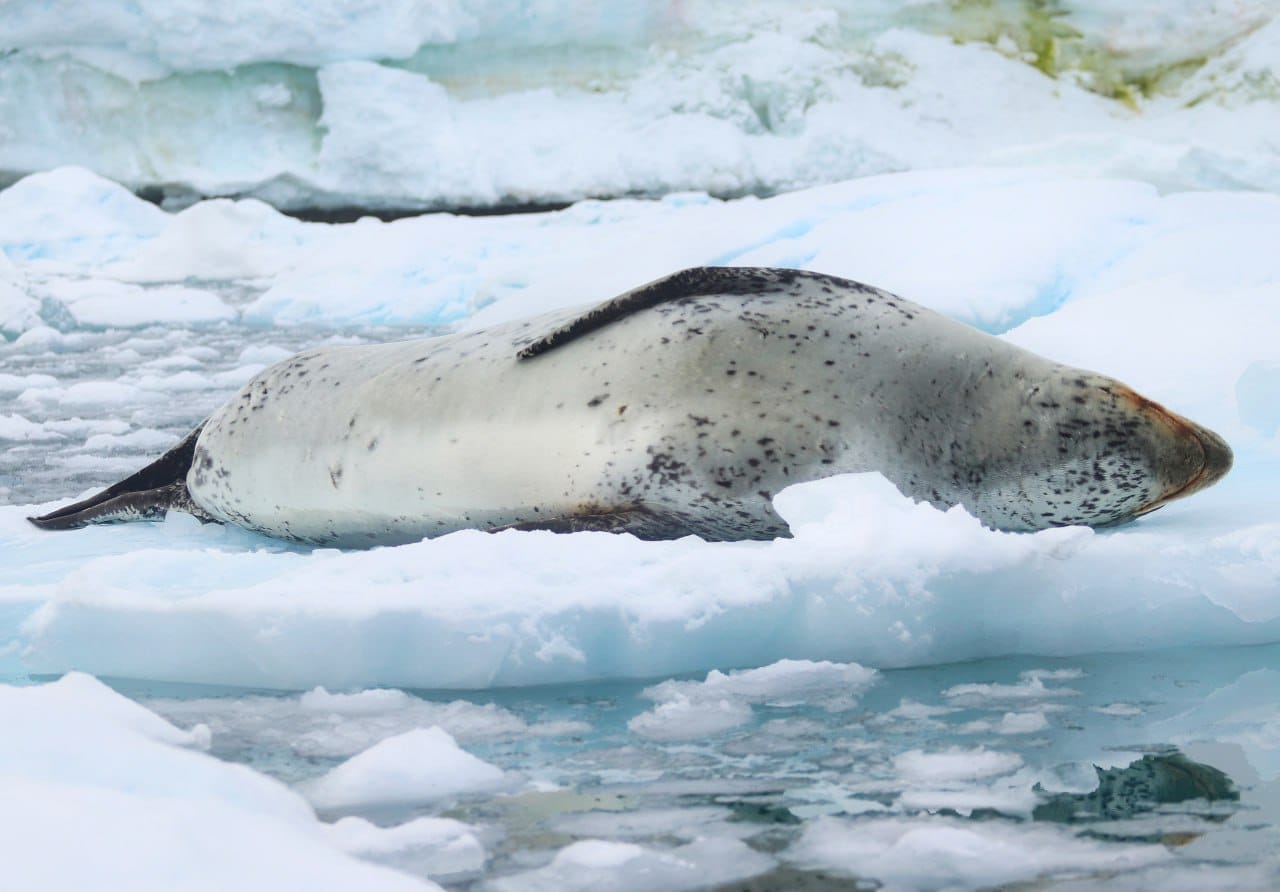 Українські полярники показали морського леопарда, який полює на пінгвіна: неймовірне відео