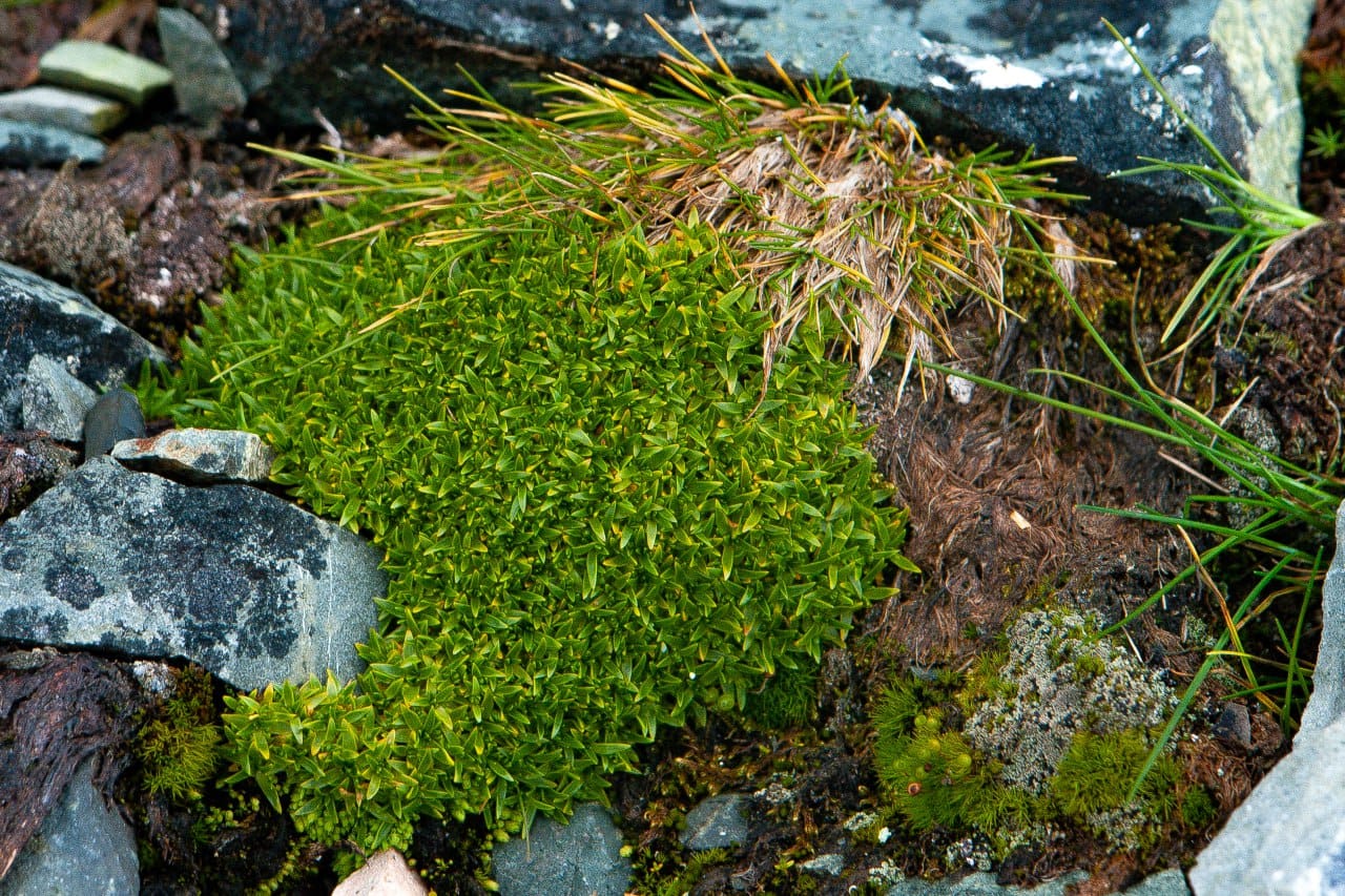 Ukrainian polar explorers showed a green summer in the Antarctic: fascinating photos of nature