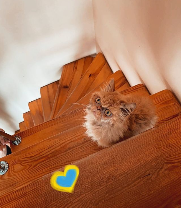 Кішка Шафа з Бородянки вже зі своєю справжньою хазяйкою: милі фото знаменитого пухнастика