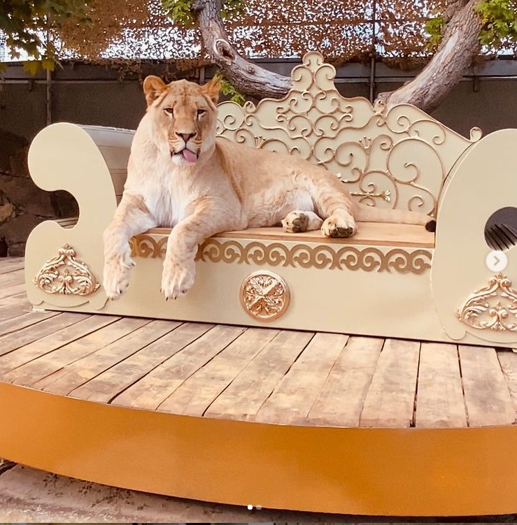 У Харкові місцевий депутат розсікає з африканським левом в автомобілі (відео)