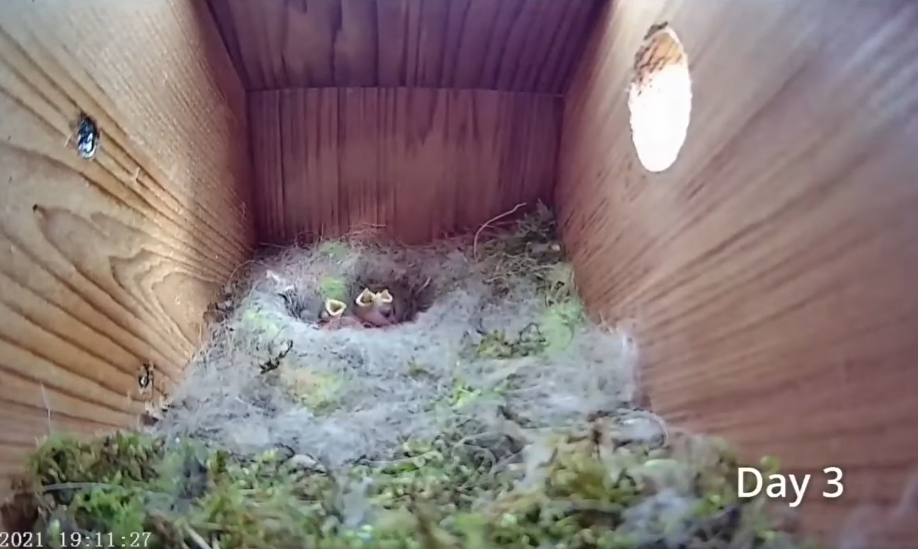 Смотрите потрясающее видео о жизни синиц: от пустого гнезда до первого полета птенцов