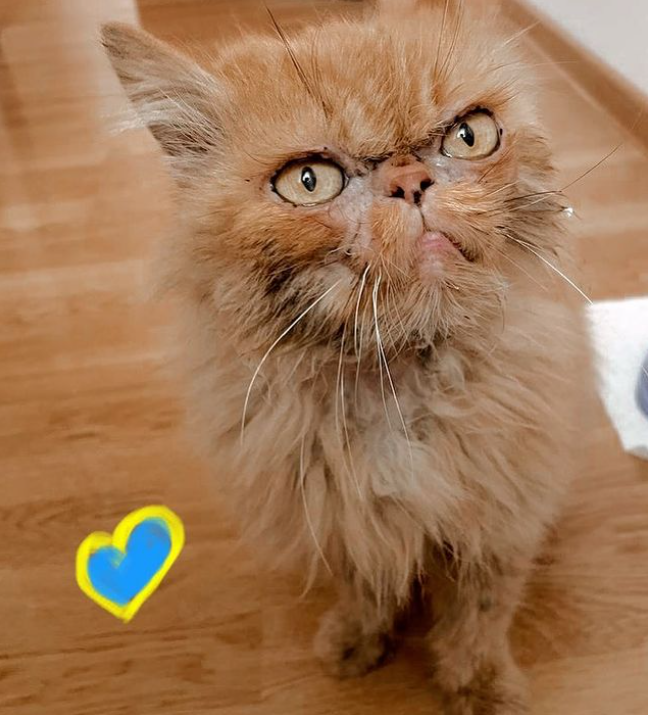 Кішка Шафа з Бородянки вже зі своєю справжньою хазяйкою: милі фото знаменитого пухнастика