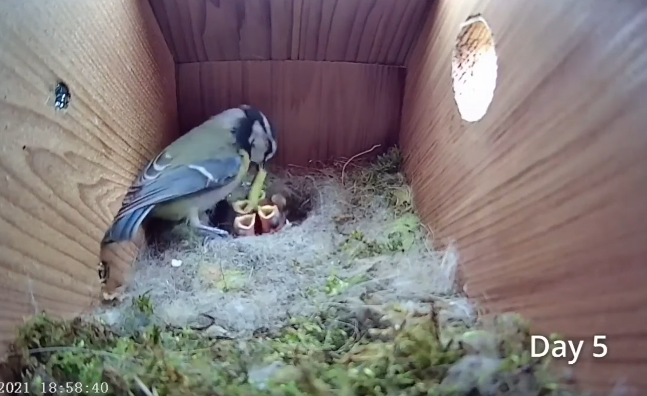Смотрите потрясающее видео о жизни синиц: от пустого гнезда до первого полета птенцов
