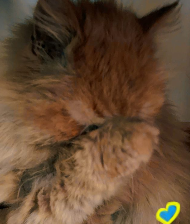 Кішка Шафа з Бородянки вже зі своєю справжньою хазяйкою: милі фото знаменитого пухнастика