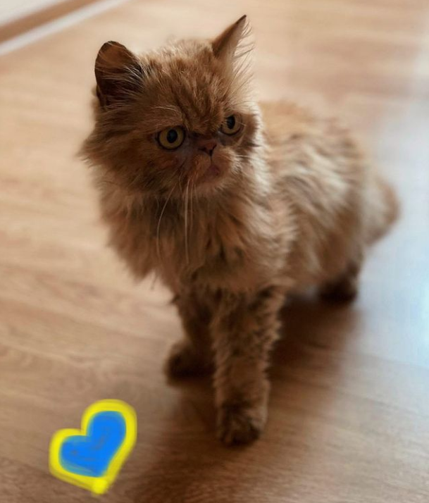 Кішка Шафа з Бородянки вже зі своєю справжньою хазяйкою: милі фото знаменитого пухнастика