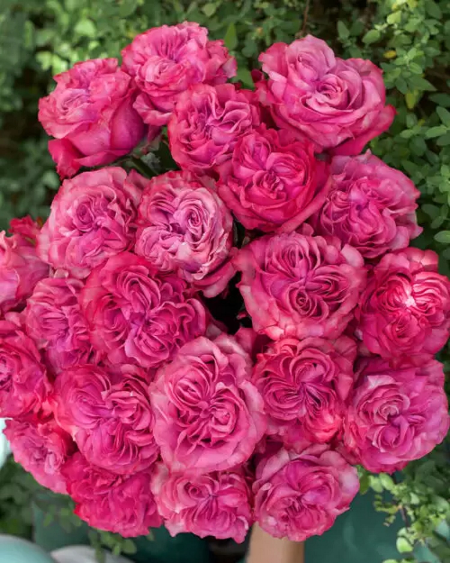 5 лучших сортов роз для весенней посадки