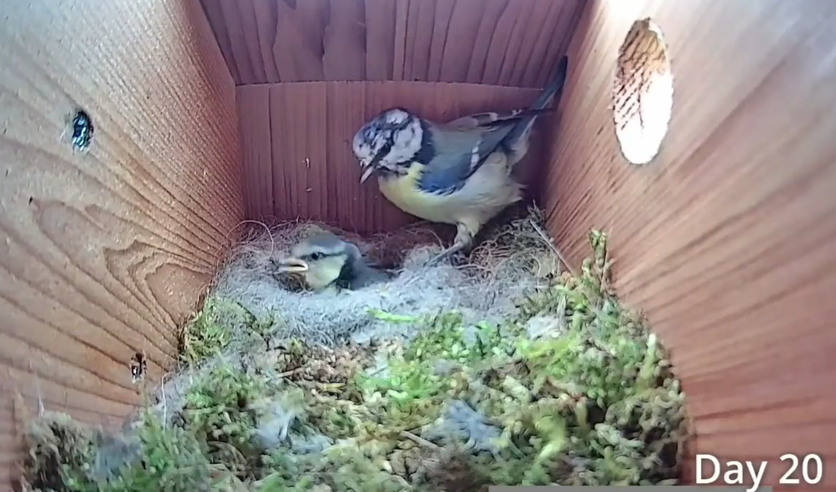 Смотрите потрясающее видео о жизни синиц: от пустого гнезда до первого полета птенцов