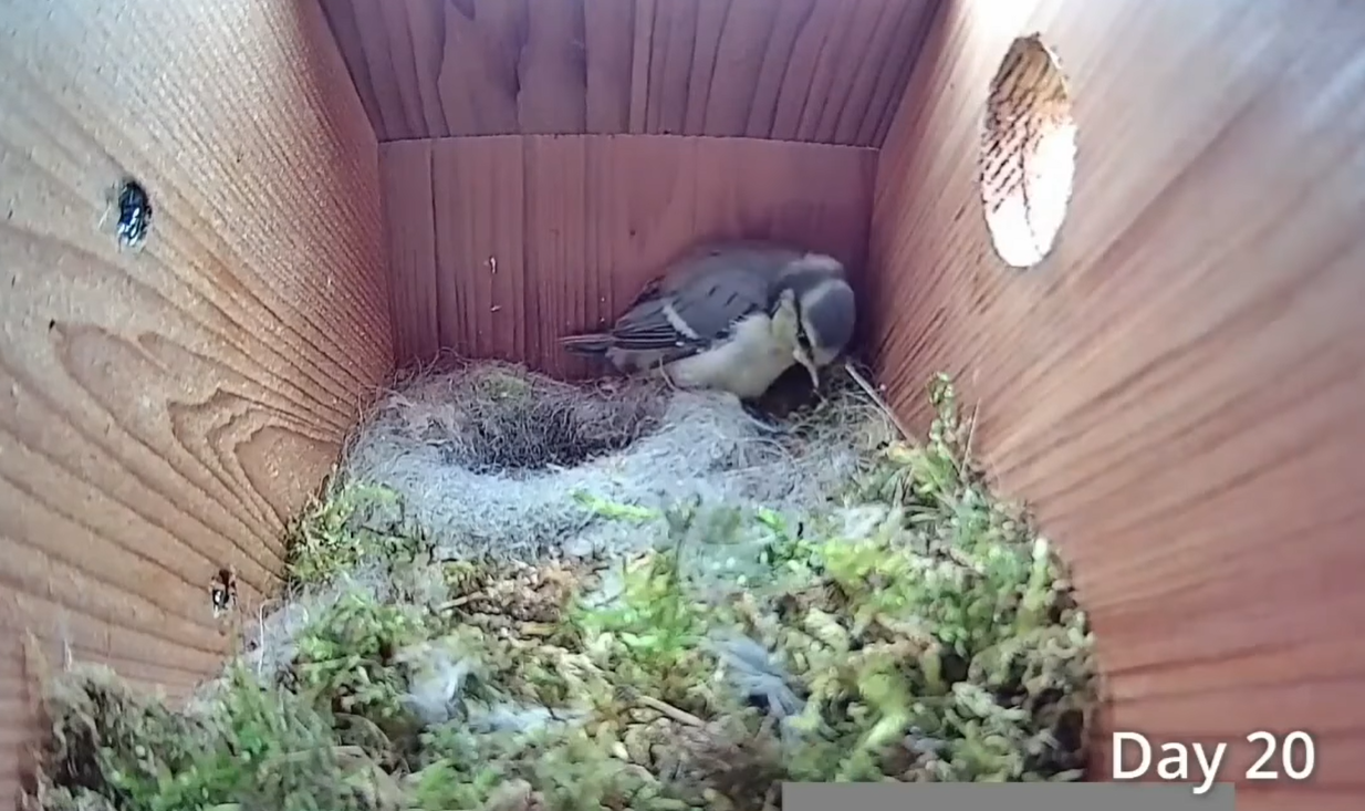 Смотрите потрясающее видео о жизни синиц: от пустого гнезда до первого полета птенцов