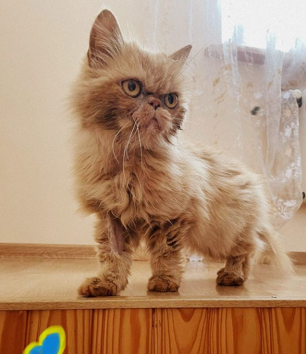 Кішка Шафа з Бородянки вже зі своєю справжньою хазяйкою: милі фото знаменитого пухнастика