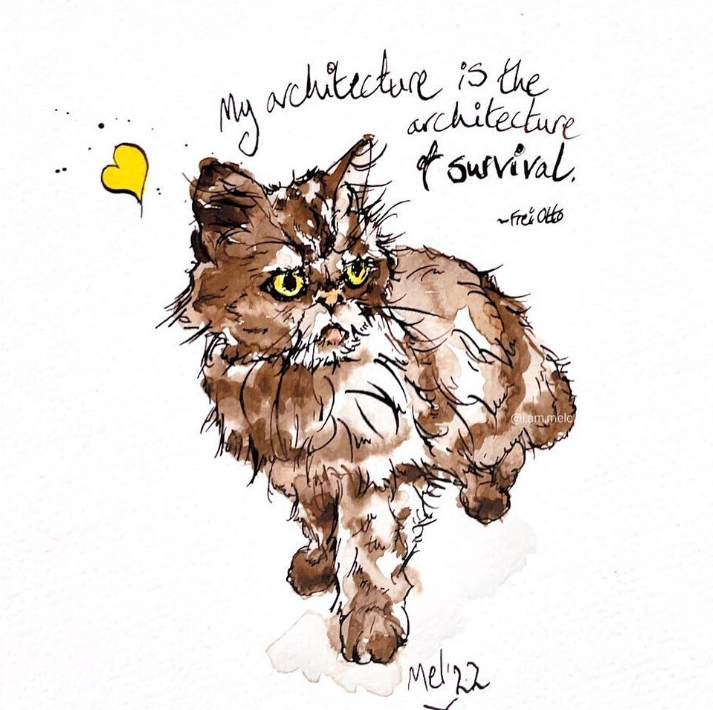 Кішка Шафа з Бородянки вже зі своєю справжньою хазяйкою: милі фото знаменитого пухнастика