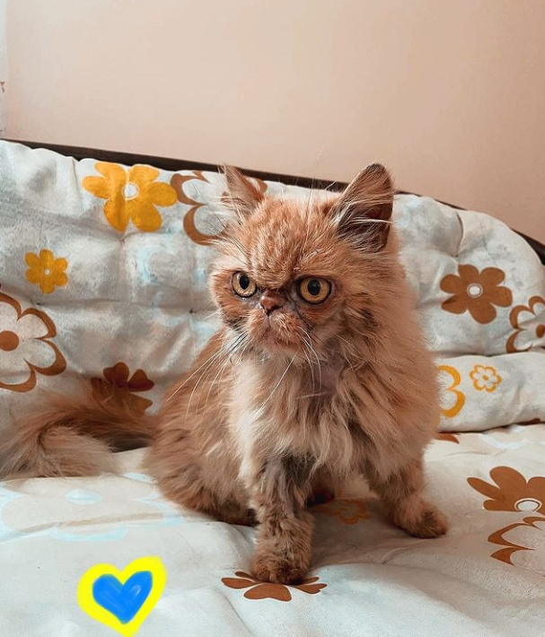 Кішка Шафа з Бородянки вже зі своєю справжньою хазяйкою: милі фото знаменитого пухнастика