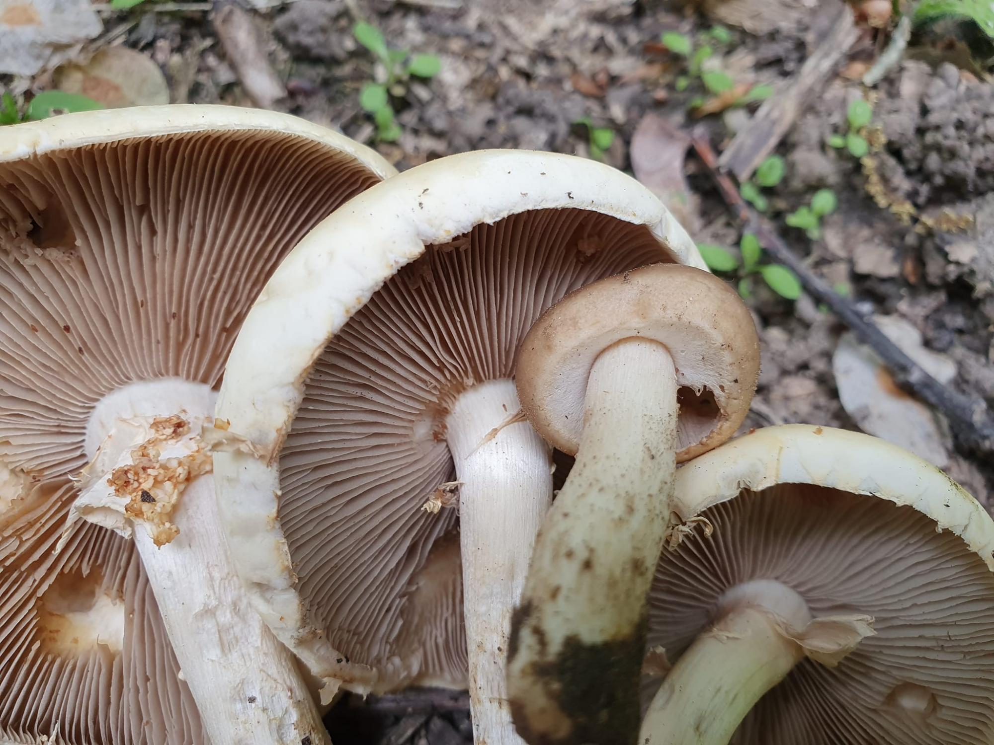 Грибників попередили про небезпеку, яка може коштувати здоров'я чи навіть життя (фото)