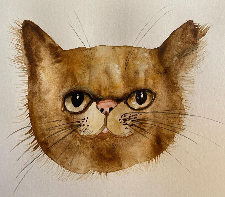 Кішка Шафа з Бородянки вже зі своєю справжньою хазяйкою: милі фото знаменитого пухнастика