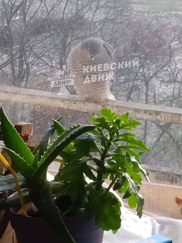 В Киеве заметили хищника, заглядывающего в окна в поисках пищи (фото)