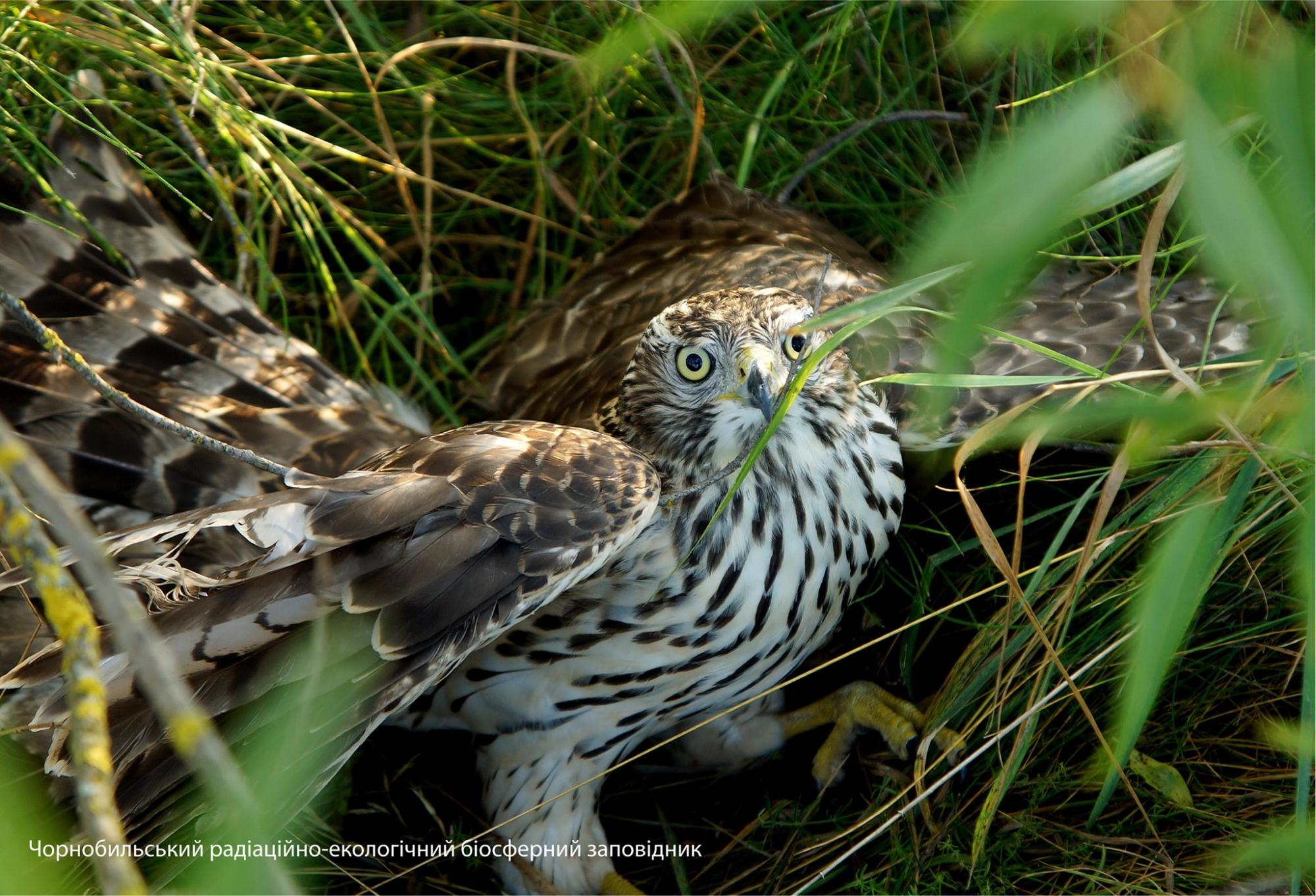 У Чорнобилі в кадр потрапили рідкісні тварини: найяскравіші фото з зони відчуження
