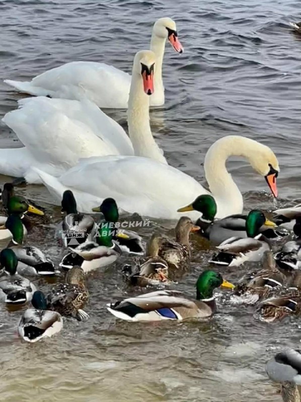 Один из киевских парков оккупировали лебеди, чайки и утки: фантастические фото