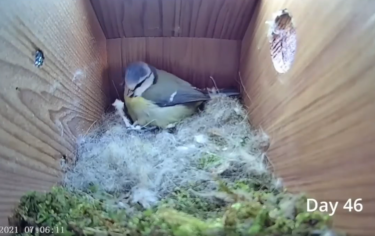 Смотрите потрясающее видео о жизни синиц: от пустого гнезда до первого полета птенцов