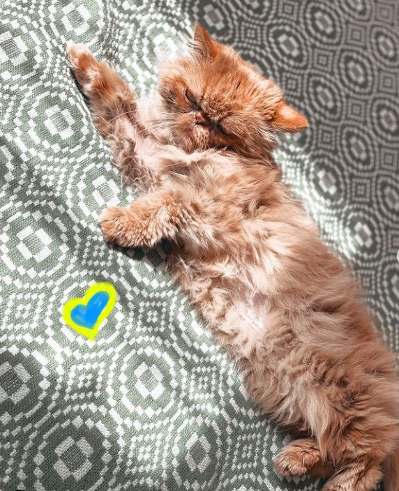 Кішка Шафа з Бородянки вже зі своєю справжньою хазяйкою: милі фото знаменитого пухнастика