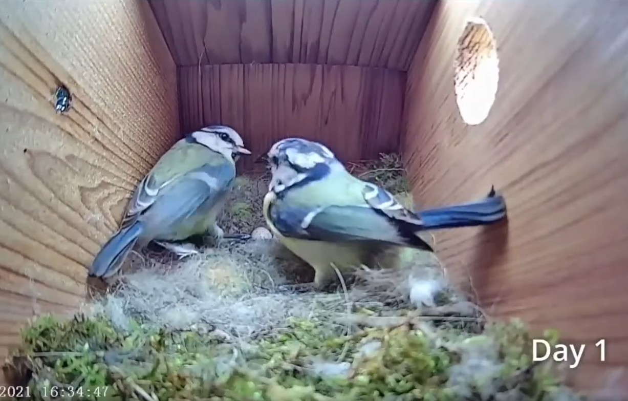 Смотрите потрясающее видео о жизни синиц: от пустого гнезда до первого полета птенцов
