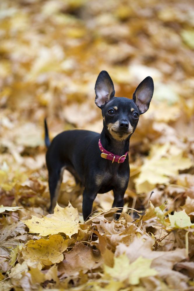 Ось для чого вивели породи мініатюрних собак. Мало хто знає правду