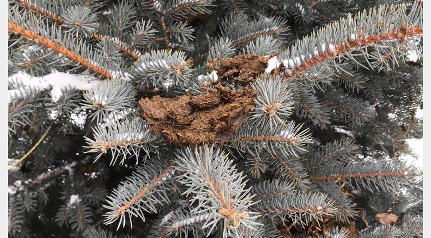 На Закарпатті пенсіонер знайшов спосіб, як врятуавти ялинки від злодіїв: назавжди відіб'є бажання красти