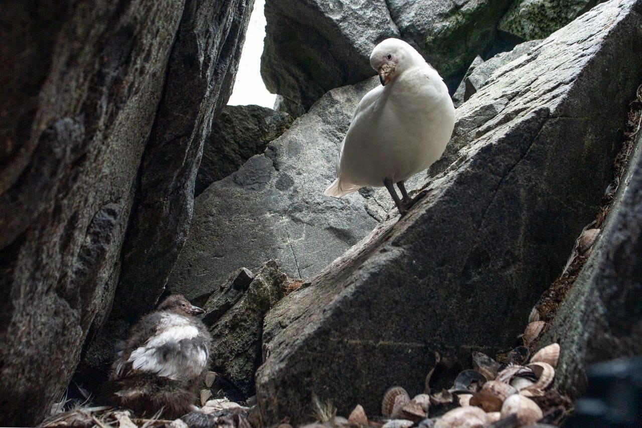 Українські полярники показали допитливих &quot;помічників&quot;, які заглядають їм у вікна: милі фото