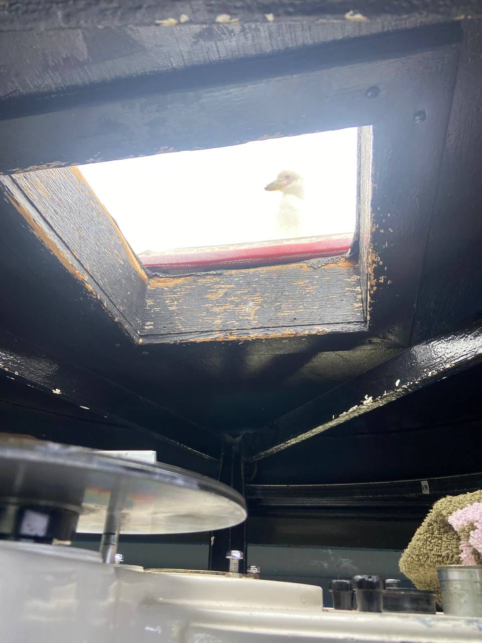 Українські полярники показали допитливих &quot;помічників&quot;, які заглядають їм у вікна: милі фото