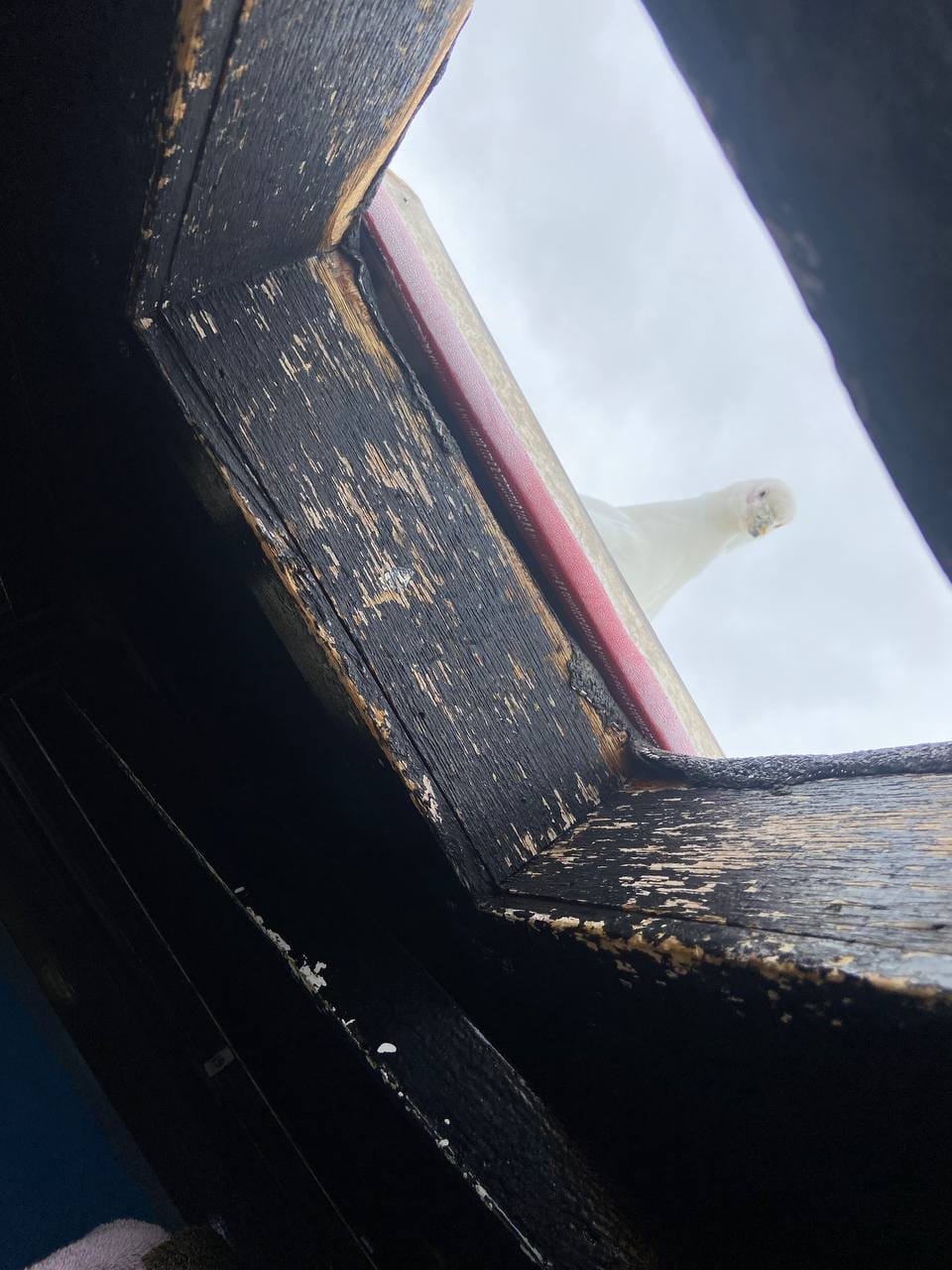 Українські полярники показали допитливих &quot;помічників&quot;, які заглядають їм у вікна: милі фото