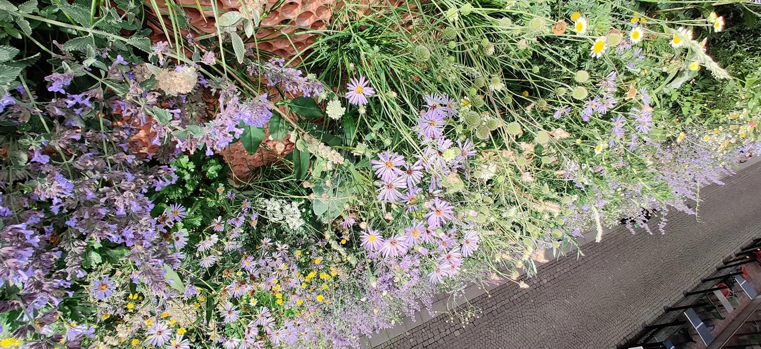 Скоро в Киеве появятся "живые" стены. Смотрите, как они будут выглядеть (фото)