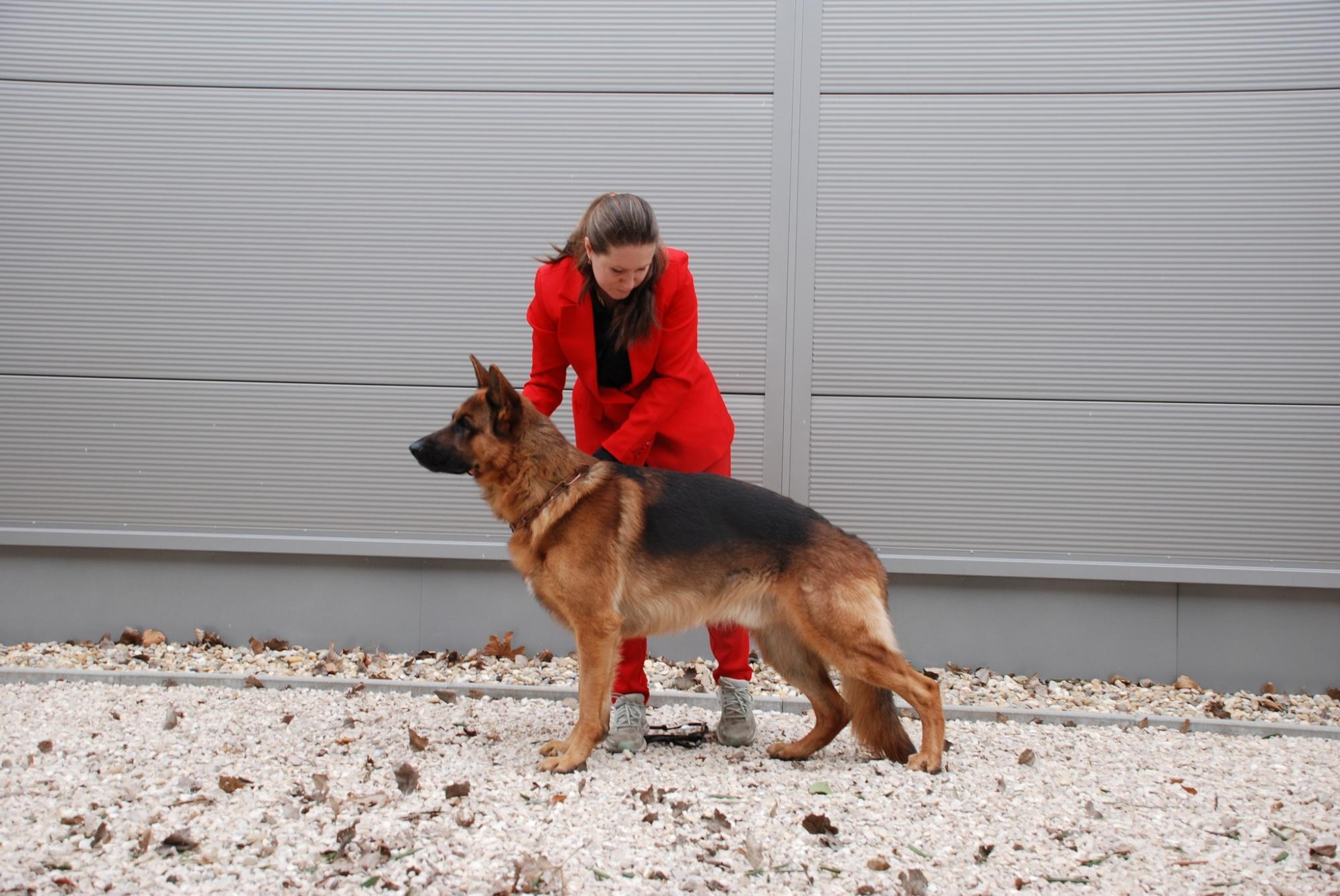 Собака з Києва потрапив до Книги рекордів України: чим відзначилася вівчарка