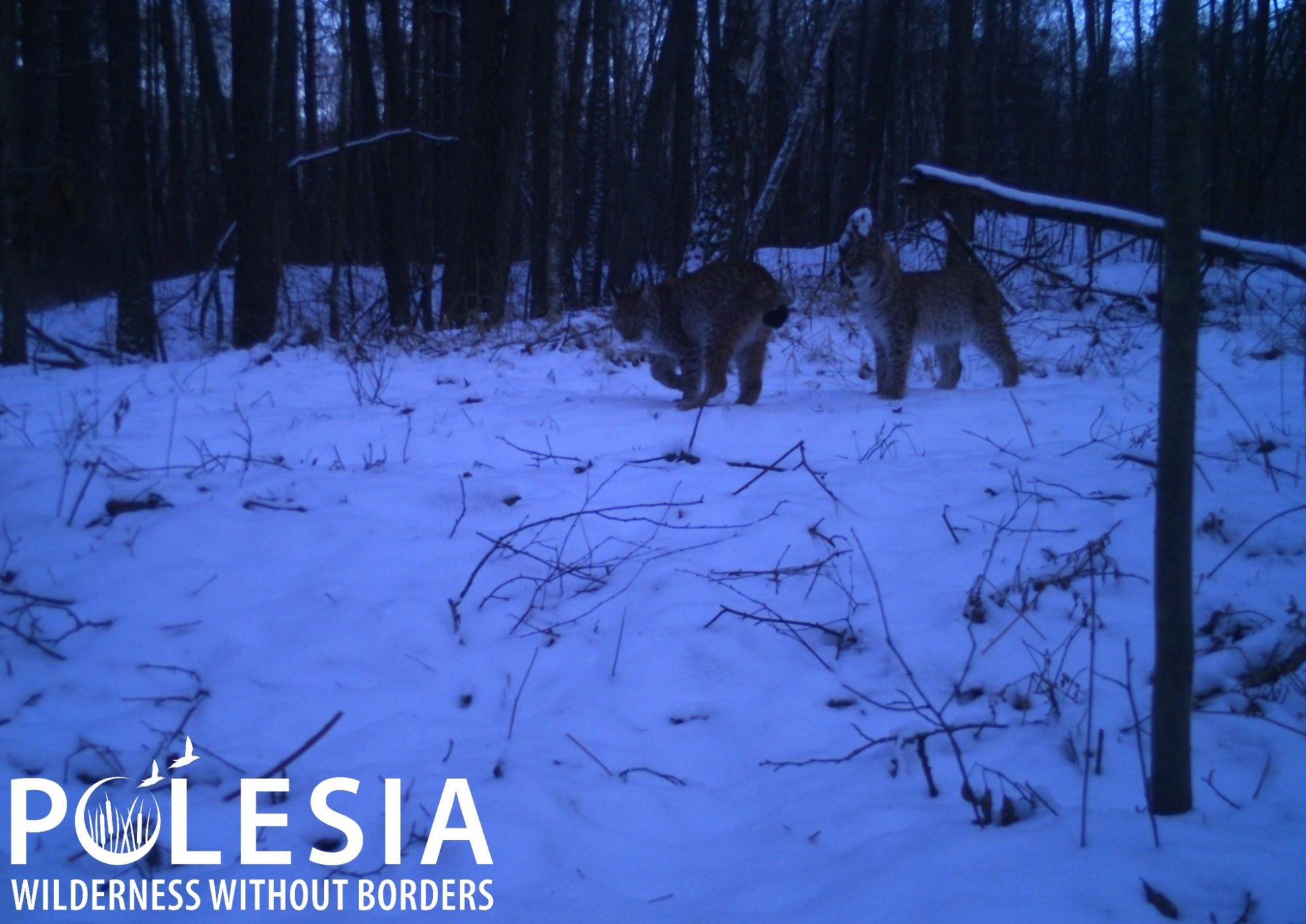 В Чернобыле показали хищника, который оставляет на снегу следы без когтей (фото)