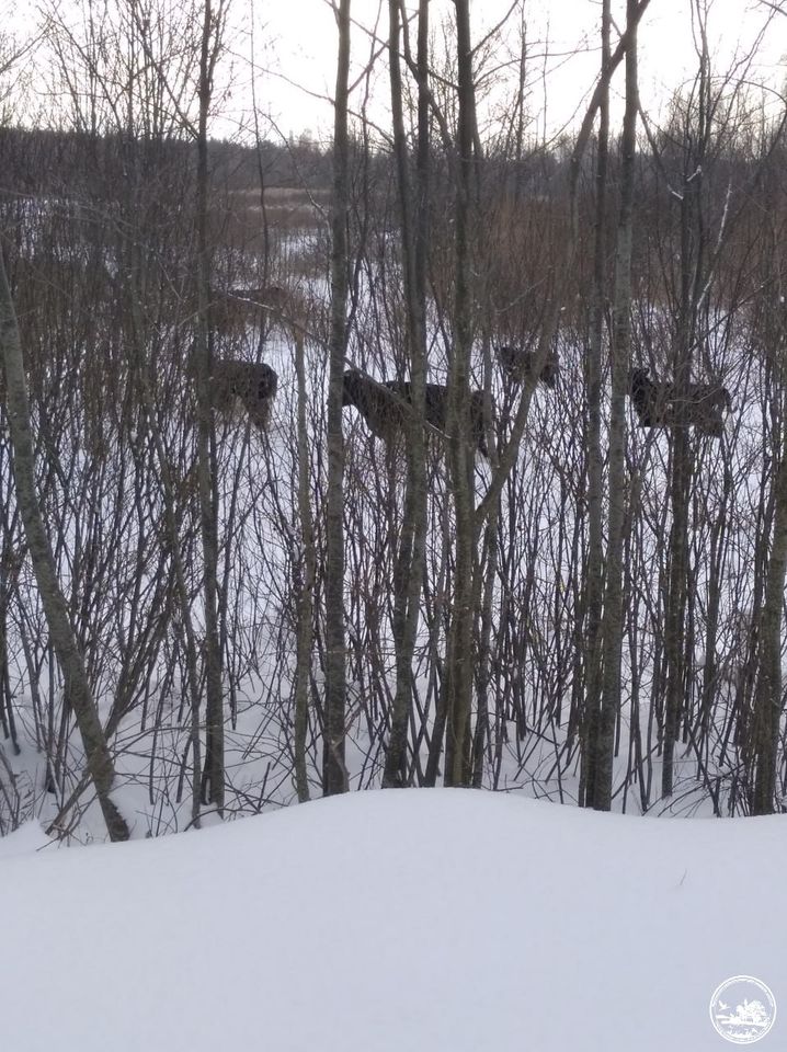 Пережили окупацію. У Чорнобилі показали свійських тварин, які спокійно мешкають тут без людей