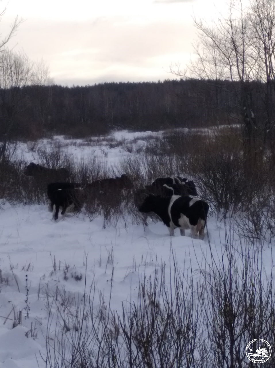 Пережили окупацію. У Чорнобилі показали свійських тварин, які спокійно мешкають тут без людей